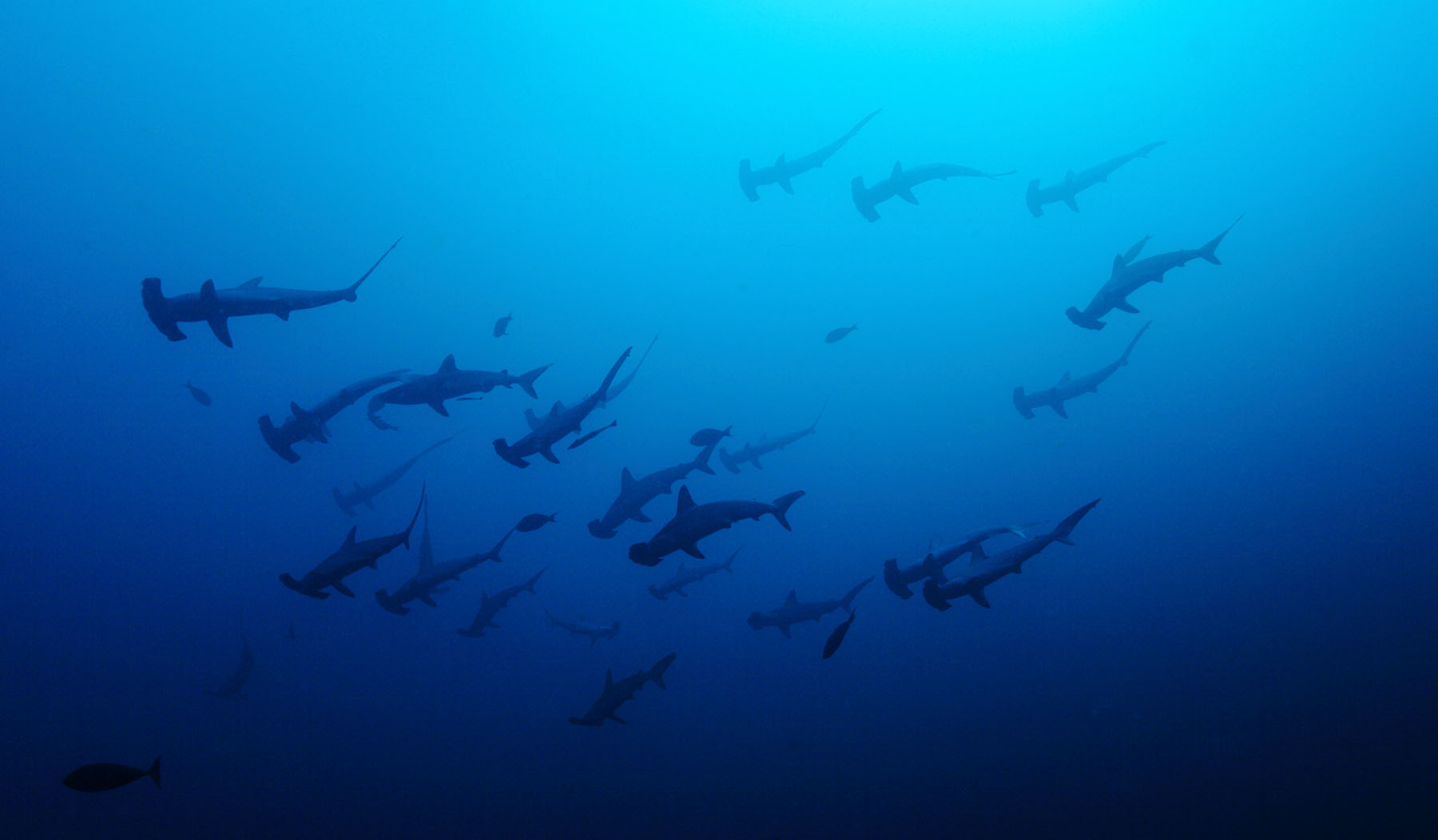 Requins marteaux © Steven Surina, tous droits réservés 